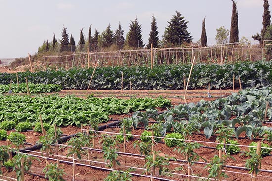 Abadía d'Espí Restaurante - Nuestra Granja