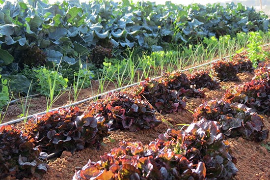 Abadía d'Espí Restaurante - Nuestra Granja